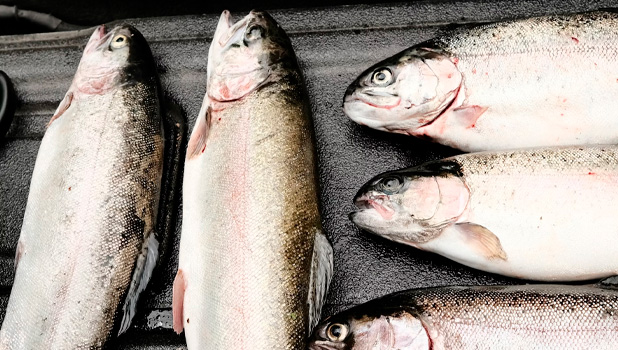 АКОРТ: Спрос на рыбу в торговых сетях растет на фоне стабилизации цен